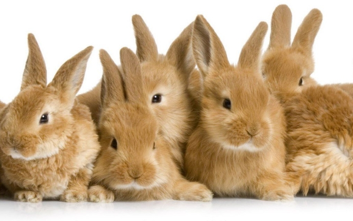 konijnenren op maat